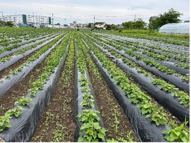 さつまいも定植完了
